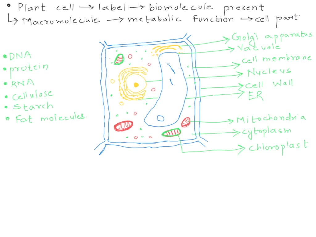 describe the structure of a generalized eukaryotic plant cell