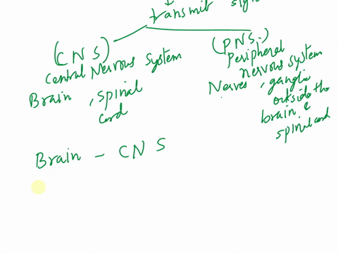 4indicate-whether-the-following-parts-of-the-nervous-system-are-part-of-the-central-nervous-system-cnsor-5label-and-color-the-3-major-parts-of-the-brain-cerebrum-red-cerebellum-blue-the-peri-45793