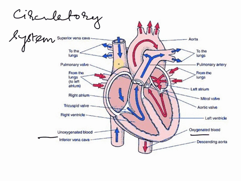 exercise-33circulatory-networks-revlew-the-systemic-and-pulmonary-circulations-by-tracing-the-direction-of-blood-flow-with-arrows-onto-figure-37do-this-with-your-colored-pencilsred-arrows-fo-11647