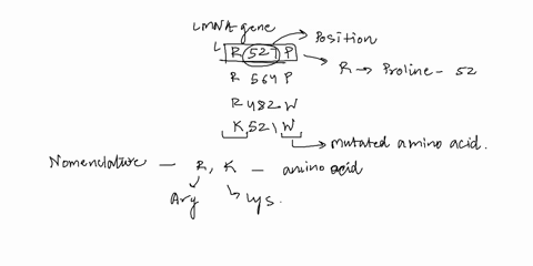 the-mutation-jill-viles-has-in-her-lmna-gene-is-r527p-the-fly-mutation-analog-is-r564p-priscilla-lopes-schliep-also-has-a-mutation-in-her-lmna-gene-called-r482w-the-fly-mutation-analog-is-k5-78385