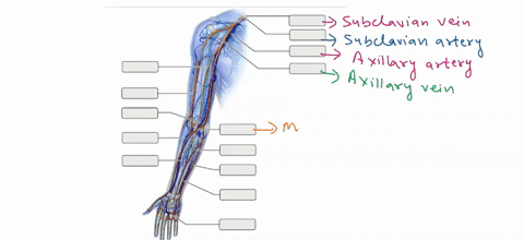 ch-18-hwcardiovascular-systemblood-vessels-art-labeling-activity-blood-vessels-of-the-upper-limb-35of-36-drag-the-appropriate-labels-to-their-respective-targets-reset-help-subclavian-vein-br-51315