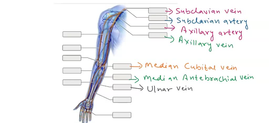 Arterial supply of the upper limb
