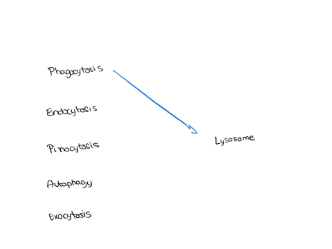 which-of-the-following-pathways-does-not-deliver-materials-to-lysosomes-phagocytosis-endocytosis-pinocytosis-autophagy-exocytosis