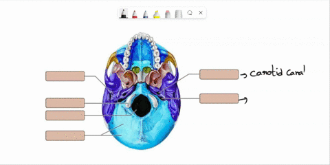 drag-and-drop-the-labels-to-the-appropriate-locations-on-this-image-of-the-inferior-surface-of-the-cranium-reset-help-carotid-canal-foramen-ovale-foramen-magnum-jugular-foramen-foramen-lacer-74775