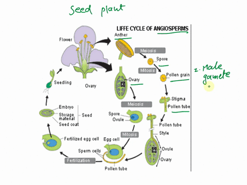 on-a-piece-of-paper-draw-a-concept-map-of-the-seed-plant-life-cycle-using-all-of-these-terms-meiosis-mitosis-fertilization-diploid-haploid-egg-sperm-zygote-male-spore-female-spore-male-gamet-71358