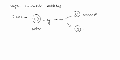 humoral-immunity-is-the-stage-when-plasma-cells-make-and-secrete-antibody-during-recognition-of-the-antigen-antigen-presentation-clonal-selectioncloning-differentiation-attack-87568