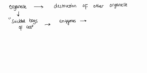which-of-the-listed-organelles-participates-in-the-destruction-of-other-organelles-when-they-become-damaged-a-the-golgi-apparatus-b-the-nucleus-ca-lysosome-d-the-endoplasmic-reticulum-73584
