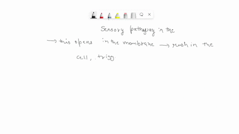 lets-construct-a-diagram-of-the-knee-jerk-reflex-starting-with-the-sensory-pathway-fill-in-the-blanks-using-the-terms-in-the-table-below-see-fig_-4328-and-441-boldfaced-terms-should-go-into-47226