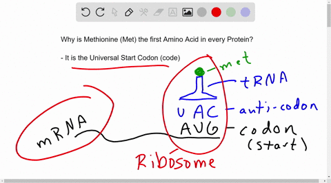 why-is-methionine-the-first-amino-acid-in-every-growing-protein-28528