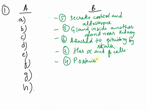 part-cassessments-column-a-aadrenal-cortex-b-adrenal-medulla-chypothalamus-dpancreatic-islets-e-parathyroid-gland-pituitary-gland-gthymus-h-thyroid-gland-column-b-1located-in-sella-turcica-o-92891