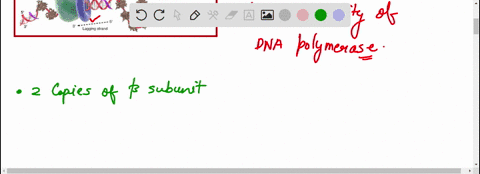 the-subunit-of-polymerase-has-a-function-of-____________-14122
