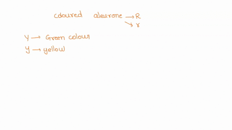 colored-aleurone-in-the-kernels-of-corn-is-due-to-the-dominant-allele-r-the-recessive-allele-r-when-homozygous-produces-colorless-aleurone-the-plant-color-not-the-kernel-color-is-controlled-07355