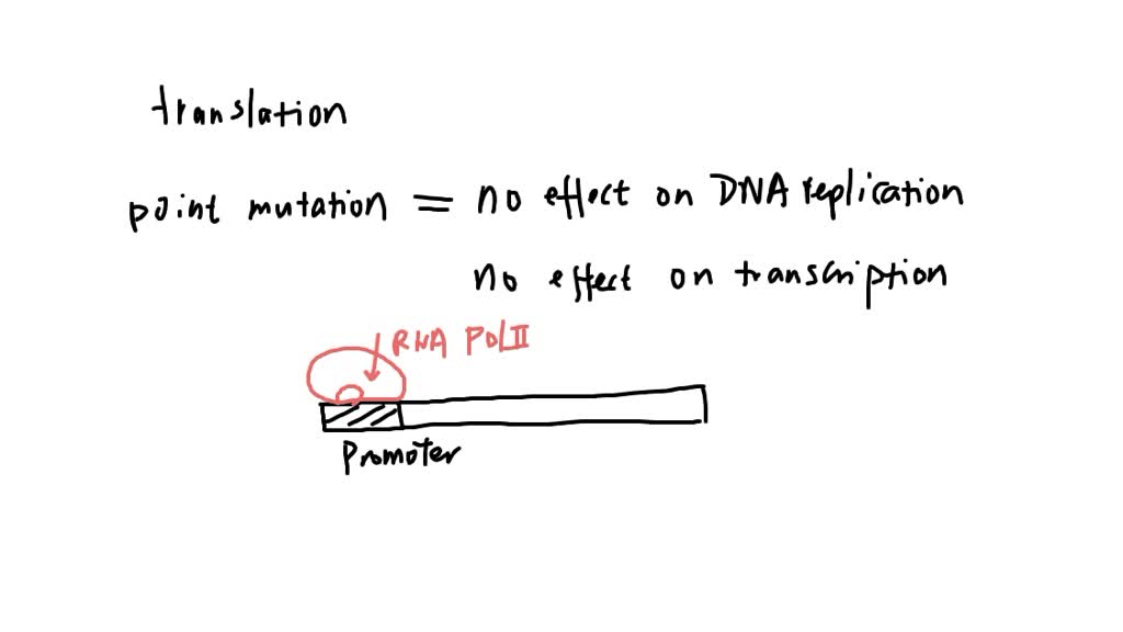 SOLVED: a mutation occurs (changing an Adenine to a Thymine) in the DNA ...