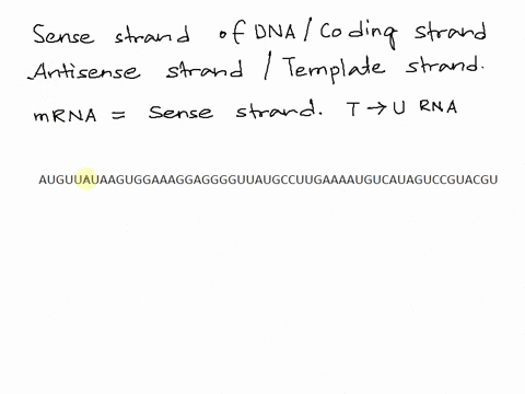 determine-the-proteins-amino-acid-sequence-that-would-be-produced-by-expression-of-this-segment-of-dna-shown-below-sense-strand-use-the-information-below-to-find-the-gene-signal-and-translat-52829