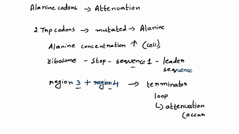 if-the-adjacent-tryptophan-codons-in-the-trp-operon-leader-sequence-are-mutated-to-alanine-codons-what-is-the-predicted-effect-on-trp-operon-regulation-choose-one-or-more-arepression-can-no-57394