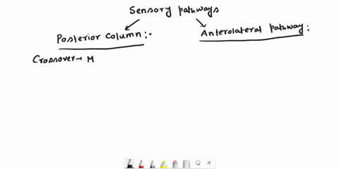 2-compare-the-locations-of-cross-over-for-the-posterior-column-and-anterolater-pathways-50022