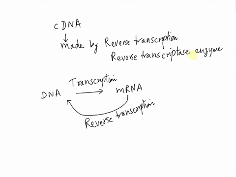 true-or-flase-the-primary-structure-sequence-of-the-cdna-corresponds-to-the-primary-structure-of-the-gene-please-help-explain-the-answer-10966