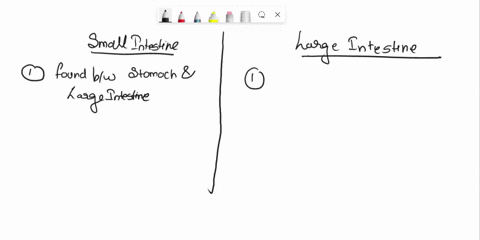 describe-three-differences-between-the-small-and-large-intestine-56515