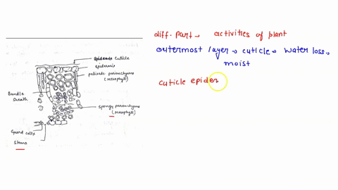 label-the-diagram-above-of-a-typical-leaf-in-cross-section-label-epidermis-cuticle-guard-cells-stoma-mesophyll-palisade-layer-spongy-layer-and-bundle-sheath-cell-in-addition-label-a-represen-87351