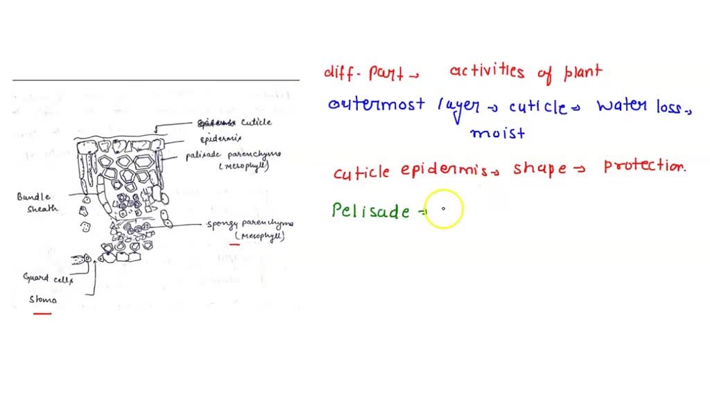 Video Solution: Label The Lower Epidermis Guard Cells And Stomata On 