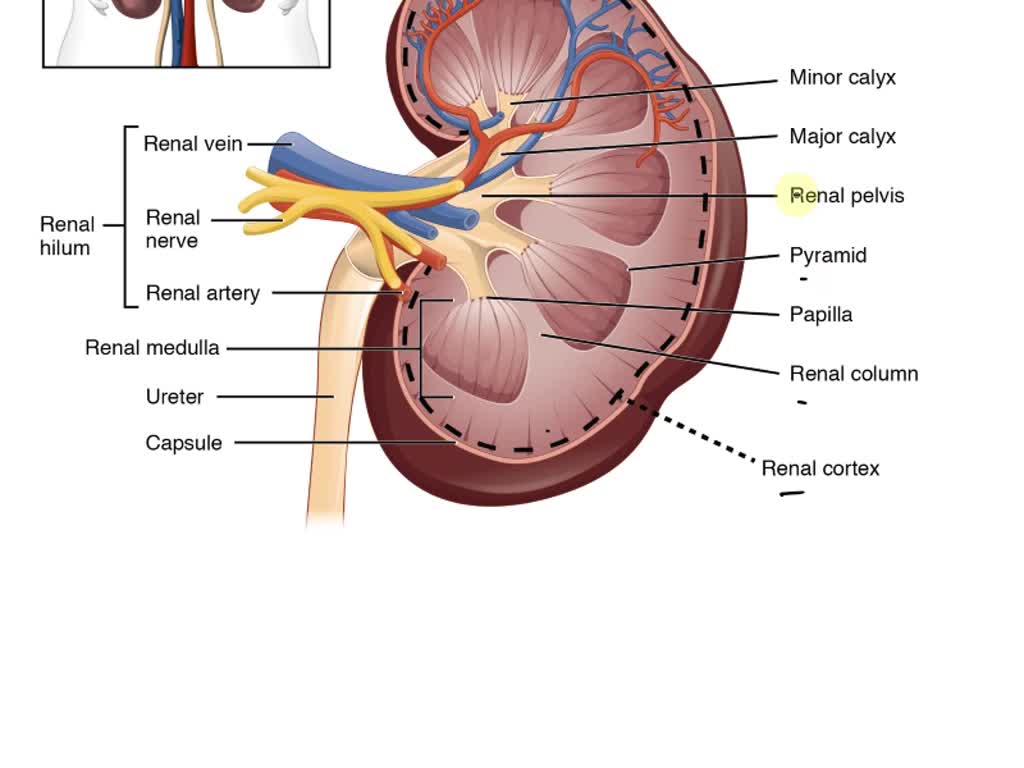 SOLVED Ureter Renal Pelvis Correctly Label The Following Anatomical SOLVED Ureter Renal Pelvis Correctly Label The Following Anatomical