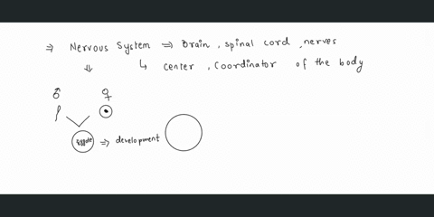 when-does-the-nervous-system-begin-to-form-63804