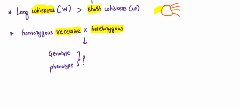 in-seals-long-whiskers-w-are-dominant-over-short-whiskers-w-what-are-the-genotypic-and-phenotypic-ratios-for-the-offspring-produced-by-mating-a-seal-that-is-homozygous-recessive-with-one-tha-11513