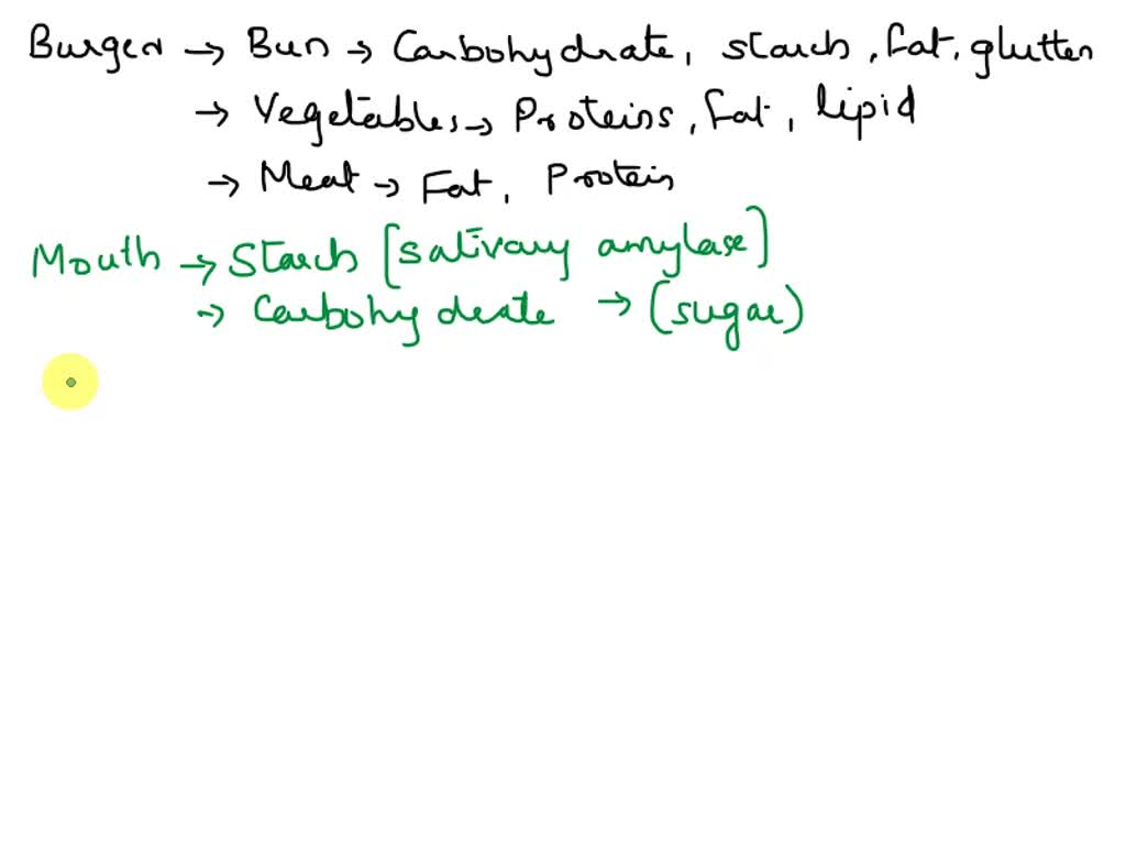 SOLVED Describe the path a burger takes through your digestive system