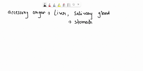 the-the-following-is-not-considered-an-accessory-organ-of-the-digestive-system-liver-salivary-glands-stomach-pancreas-6-sweat-glands-are-also-known-a5-glands-endocrine-sudoriferous-parathyro-66199