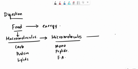 the-enzyme-trypsin-is-first-synthesized-in-the-body-as-an-inactive-form-known-as-trypsinogen-trypsinogen-must-be-processed-via-cleavage-before-it-is-converted-into-its-active-form-what-term-08914