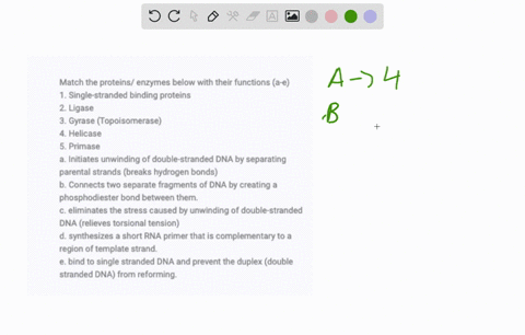 match-the-proteins-enzymes-below-with-their-functions-a-e-1-single-stranded-binding-proteins-2-ligase-3-gyrase-topoisomerase-4-helicase-5-primase-a-initiates-unwinding-of-double-stranded-dna-48442