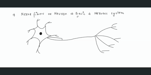 the-unmyelinated-areas-on-myeliated-nerve-fibres-are-a-nodes-of-ranvier-b-synaptic-knobs-c-schwann-cells-d-dendrite-57646