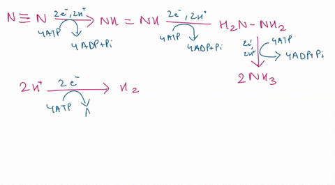 match-the-statements-with-the-reaction-that-it-most-accurately-describes-to-test-your-understanding-of-nitrogen-cycling-in-microbial-ecology-nitrogen-fixation-denitrification-deamination-of-74737