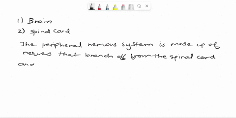 describe-the-overall-organization-of-the-nervous-system-begin-with-the-central-nervous-system-composed-of-the-brain-and-spinal-cord-and-the-peripheral-nervous-system-consisting-of-spinal-and-68582