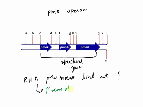 the-undergrad-in-the-lab-draws-this-diagram-figure-3-now-you-have-to-add-the-labels-to-the-lettered-sequences-marked-on-the-dna-list-them-from-a-to-m-which-lettered-area-best-marks-the-area-91064