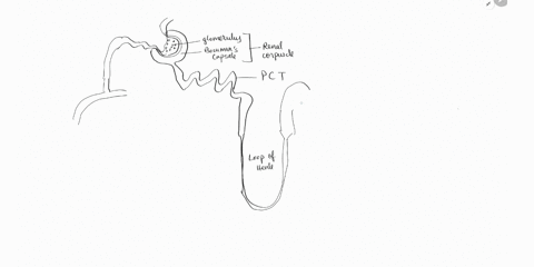 answer-4-and-5-please-elerear-crterioe-collecting-duct-distal-convoluted-tubule-efferent-arteriole-glomerular-capsule-glomerulus-nephron-loop-proximal-convoluted-tubule-renal-corpuscle-vein-14115