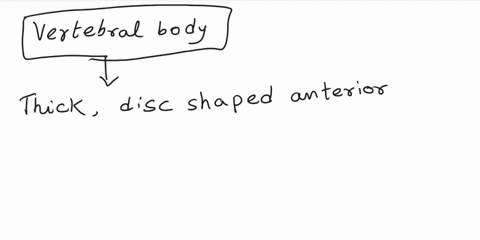 what-part-of-an-individual-vertebra-should-bear-most-of-the-weight-of-the-structures-above-it-82172