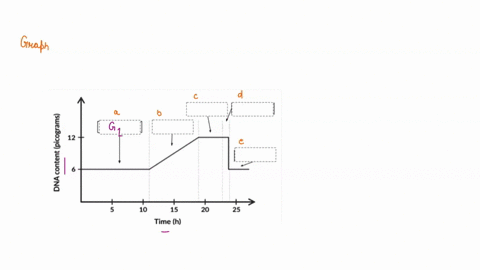 the-following-graph-shows-the-total-amount-of-dna-present-in-a-cell-during-various-stages-of-the-cell-cycle-drag-and-drop-to-label-each-phaselstage-of-the-cell-cycle-in-the-appropriate-secti-26837