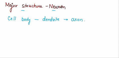 20which-of-the-following-lists-the-major-structures-of-the-neuron-in-the-correct-order-1-point-cell-body-dendrite-axon-axon-dencrite-cell-body-dendrite-cell-body-axon-any-of-these-may-be-cor-73677