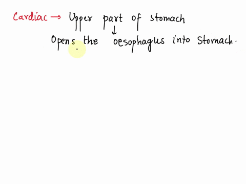 what-is-the-function-of-the-cardiac-opening-region-in-the-digestive-system-74639