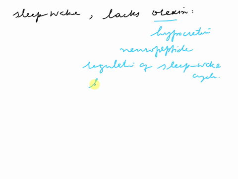 what-would-happen-to-the-sleep-wake-schedule-of-someone-who-lacked-orexin-4-39643