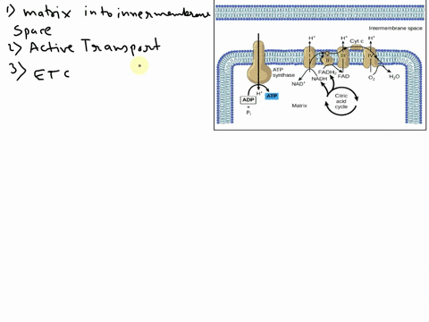 cellular-respiration-overview-oxidative-phosphorylation-1htions-are-transported-from-the-mitochondrial-into-the-2-is-this-active-transport-or-passive-transport-if-active-transport-what-provi-54048