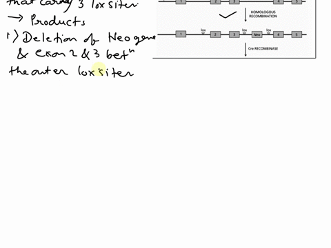 question-youve-heard-about-this-cool-technique-for-targeted-recombination-into-embryonic-stem-es-cells-that-allows-vou-to-create-null-allele-or-conditional-allele-more-less-at-the-same-time-63503