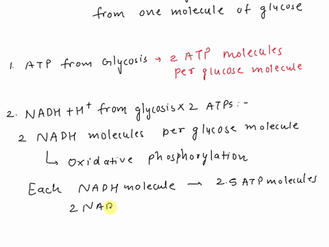 calculate-how-many-total-molecules-of-atp-are-being-produced-during-cellular-respiration-from-one-molecule-of-glucose-atp-from-glycolysis-nadh-ht-from-glycolysis-x-2-atps-nadh-h-from-oxidati-60856