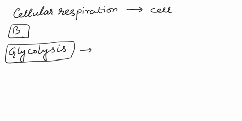 where-does-cellular-respiration-occur-within-the-cell-o-a-extracellular-space-cytoplasm-inside-mitochondria-b-cytoplasm-mitochondrial-matrix-inner-mitochondrial-membrane-c-cytoplasm-inner-mi-49994