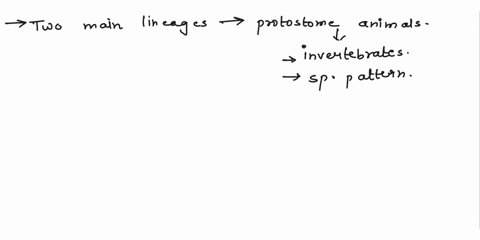 name-and-describe-the-two-main-lineages-within-the-protostome-animals-69771