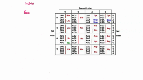 type-the-amino-acid-sequence-if-you-translate-the-mrna-you-produced-for-the-previous-answer-type-the-sequence-in-red-in-the-space-below-use-the-three-letter-code-for-amino-acids-second-lette-62423