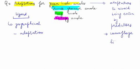 lizards-in-an-evolutionary-tree-video-worksheet-objectives-describe-the-different-adaptations-of-anole-lizards-in-the-canbbean-understand-the-importance-of-evolution-on-global-biodiversity-3-74158