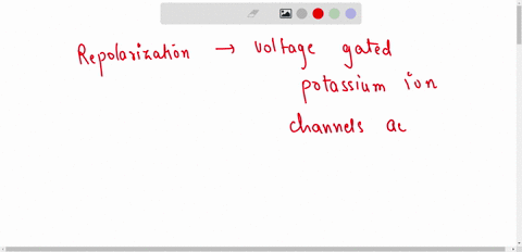 repolarization-begins-as-repolarization-begins-as-voltage-gated-potassium-ion-channels-activate-voltage-gated-sodium-ion-channels-activate-sodium-ions-follow-their-electrochemical-gradient-i-10504