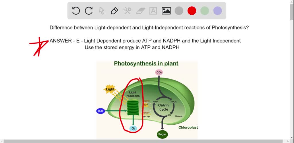 solved-what-is-an-important-difference-between-light-dependent-and